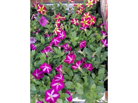 Петуния - бордюрна (разсад) - 5