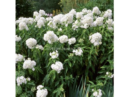 Флокс / Phlox White Admiral / 1 бр