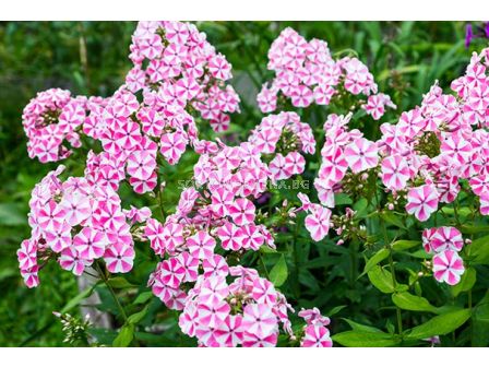 Флокс /Phlox Pink Windmill / 1 бр