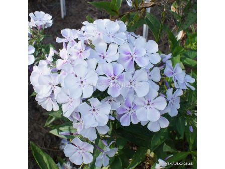 Флокс / Phlox Light Blue / 1 бр