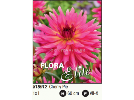 Далия кактус Cherry Pie/ Dahlia cactus - 1 бр.