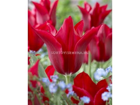 Лале /Tulip Pieter de Leur/ 11/12
