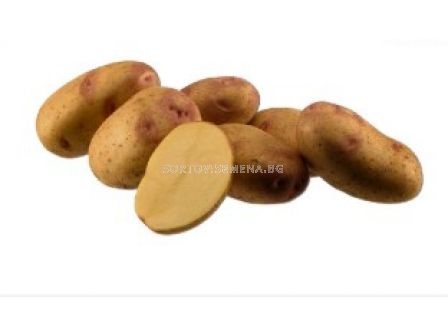 семе картофи Пикасо (Picaso) 25кг - 1
