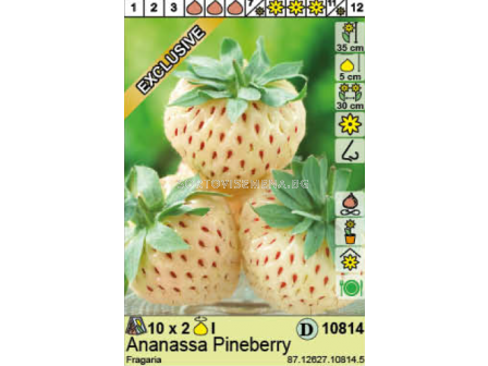 ягоди (Strawberry) White Pineberry  - 2