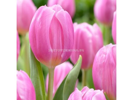 Лале/ Tulip triumph Pink Flag - 1 бр.