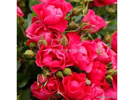 Роза Pink Forest Rose (флорибунда), серия Rigo Rosen-Kordes - 1 брой - 2