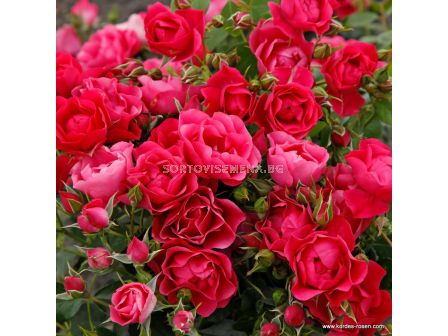 Роза Pink Forest Rose (флорибунда), серия Rigo Rosen-Kordes - 1 брой - 3