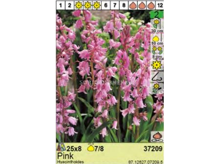 Лъжезюмбюл / Hyacinthoides Hispanica Pink - пакет: 1 оп. - 8 бр.