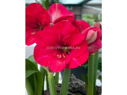 Амарилис galaxy Pink Rival - 1 бр.