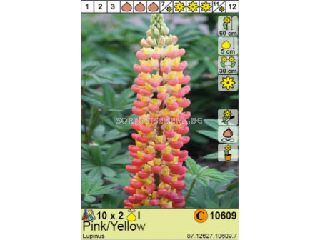 Лупина Pink/Yellow/ Lupinus - 2 броя