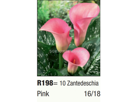 Кала розова/ Zantedeschia (Calla) Pink - 1бр.