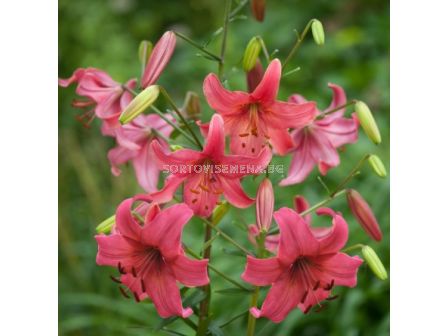 Лилиум/ TIGER LILIUM Pink Flight 16/18 - 1 бр.