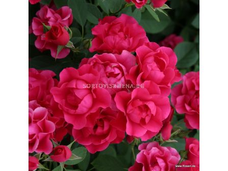 Роза Pink Forest Rose (флорибунда), серия Rigo Rosen-Kordes - 1 брой - 4