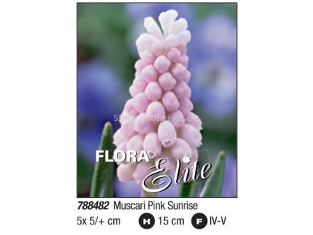 Мускари/ Muscari Pink Sunrise - Пакет: 1 оп. - 5 бр.