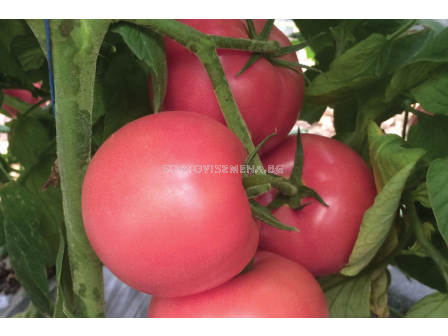 Семена домати Пинк ID F1 - розов