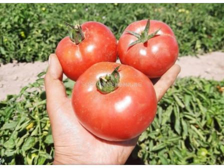 Семена домати Пинк Джейн F1 - Розов - Pink Jain F1 - 500 бр. семена