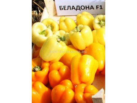 Семена пипер Беладона F1