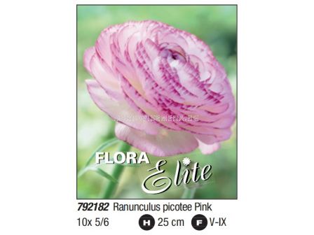 Ранункулус пикоте розов/ Ranunculus picotee pink - Пакет: 1 оп. - 10 бр.