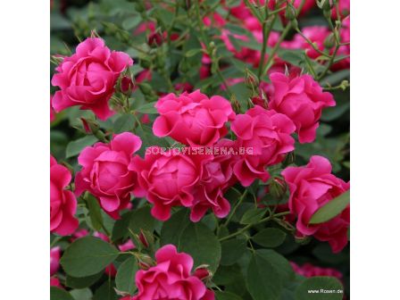 Роза Pink Forest Rose (флорибунда), серия Rigo Rosen-Kordes - 1 брой - 5