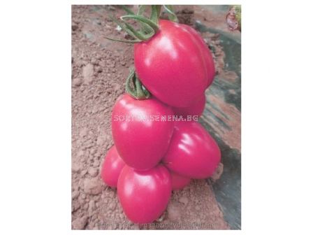 Семена домати PINK PIONEER- SAKATA - 500 семена