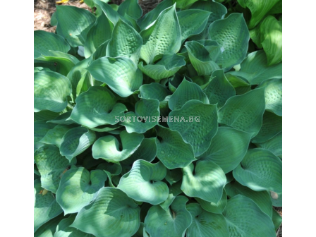 Хоста Punky/ Hosta - 1 брой