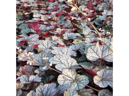 Хойхера / Heuchera Silver Scrolls / 1 бр 				 