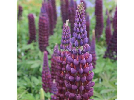 Лупина / Lupinus Purple / 1 бр