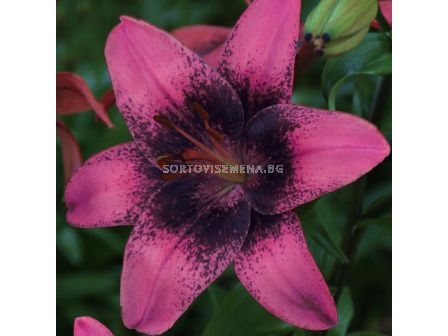 Лилиум  / Lilium asiatic 'Purple Dream' / 1 бр