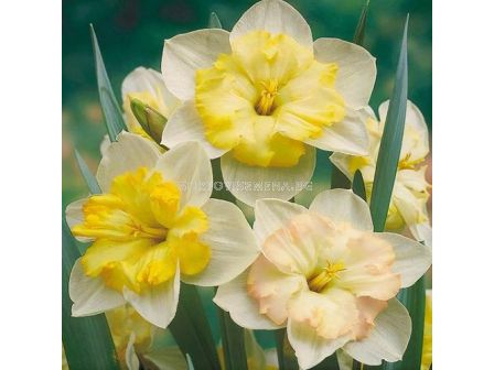 Нарцис Changing Colors/ 12/14 