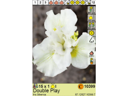 Ирис сиберика Double Play/ Iris Siberica - 1 брой