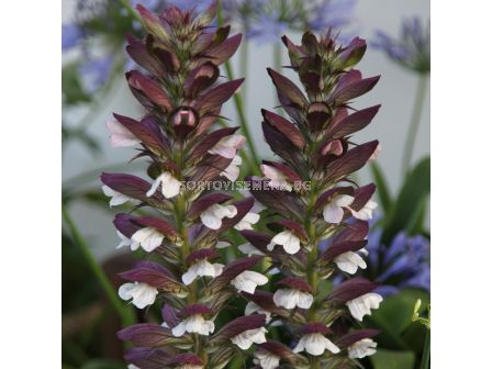 Меча стъпка / Acanthus Mollis / 1 бр