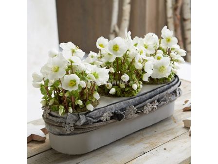 Кукуряк /Helleborus White Beauty/ 1 оп-1 бр		