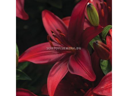 Лилиум  / Lilium asiatic 'Cavoli' / 1 бр