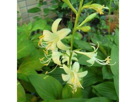 Хоста Miracle Lemony/ Hosta - 1 брой - 2