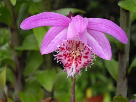 Земна орхидея / Pleione bulbocodioides / 1 бр