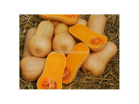 Семена тиква цигулка Pluto F1 Sakata - 500 семена