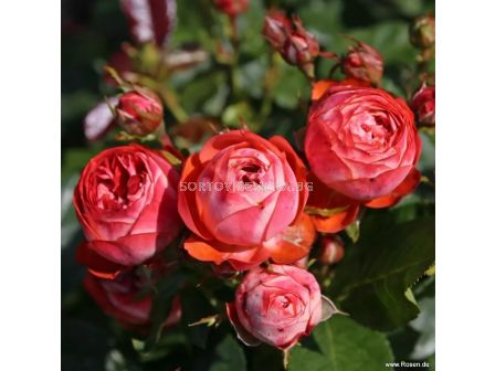 Роза Pompeji (миниатюрна роза), серия Lilliputs - Kordes - 1 брой - 3