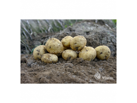 СЕМЕ КАРТОФИ ADORA/ POTATOES ADORA -КАТЕГОРИЯ A -  5 KG	  - 3