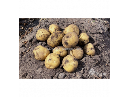 СЕМЕ КАРТОФИ KARELIA / SEED POTATOES KARELIA - КАТЕГОРИЯ A - 2