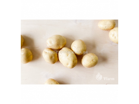 СЕМЕ КАРТОФИ KARELIA / SEED POTATOES KARELIA - КАТЕГОРИЯ A- 5KG - 1