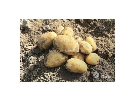 СЕМЕ КАРТОФИ EMANUELLE - КАТЕГОРИЯ  A -  2KG - 2