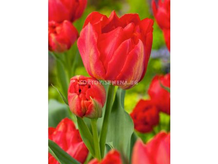 Лале VIKING- 1 бр