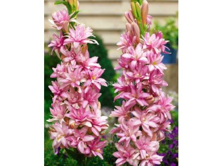 Тубероза Pink Sapphire 1бр