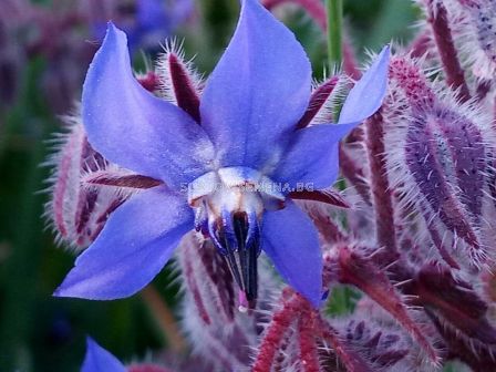 Семена Пореч-TF-100г - 2