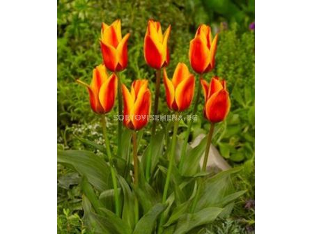 Лале (Tulip) Greigii Cape Cod
