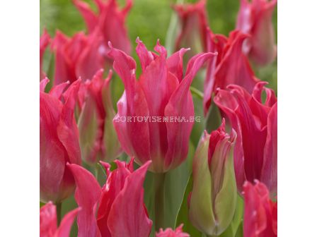 Лале /Tulip Pretty Love/ Lilyflowering 11/12