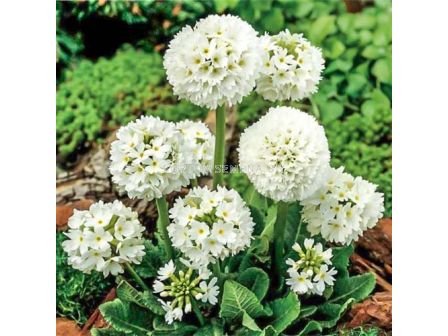 Примула бяла - Primula Denticulata Alba-1 бр				