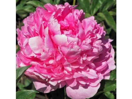 Божур/ LACTIFLORA PAEONIA Princess Margaret - 1 бр.