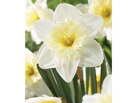 Нарцис ( Narcissus) Large-cupped Ice Follies