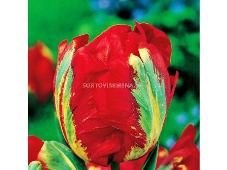 Лале /Tulip Holland Happening / 1 бр